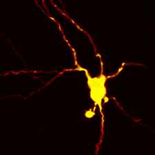3d Neurons